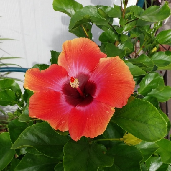 mallory_c_1383